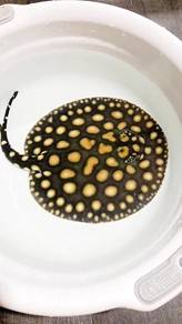 Black Diamond Stingray Pari Female