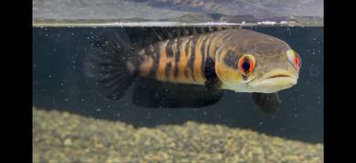 channa red barito 7-8inc