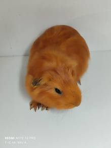 guinea pig jantan