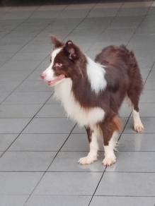 border collie