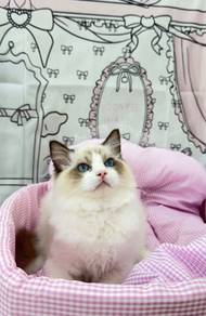 Seal Point Bicolor Ragdoll
