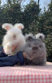English Angora Rabbit