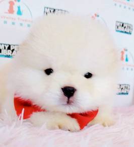 Chow Chow