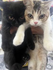 Kucing Kitten BSH For Sale 