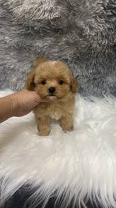 Short Legs MaltiPoo (Maltese mix Poodle) 短腿马尔泰