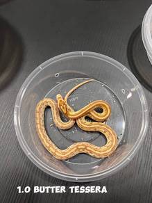 corn snake (butter tessera morph)