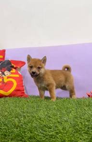 Shiba inu MKA MKA MKA