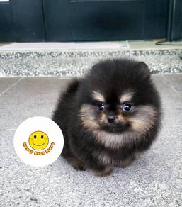 PP600 KL Pomeranian Black Tan haired puppy