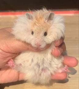Syrian Big Bone Hamster