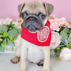 Pug