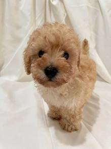 Cavapoo 1
