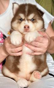 SIBERIAN HUSKY PUPPIES 🌻 NA15 Fluffy~Male Female