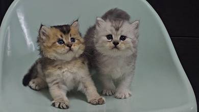 Kitten BLH Kucing Comel British Long Hair