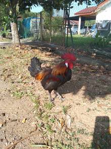 ayam hutan