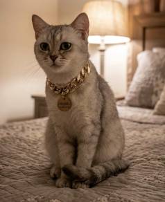 Kucing British Shorthair