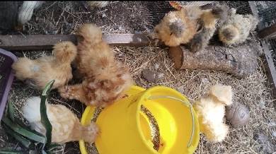 ayam silkie silkie chicken