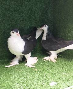 burung merpati Lahore hitam 