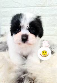GRR99WQ MALTIPOO Maltese x Poodle bi color