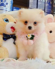 Pomeranian