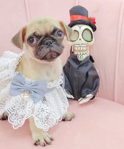Pug