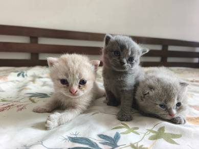 BSH kitten