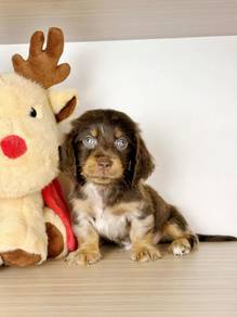 Dachshund Puppy Premium 055