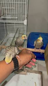 Burung Cockatiel Jinak