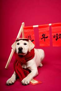 Labrador Retriever