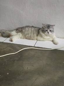 munchkin 2 tahun