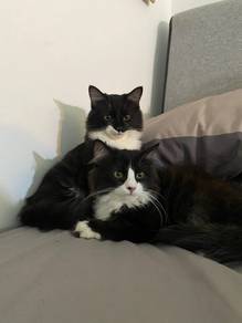 Persian Cats Urgent
