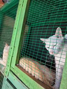 Kucing untuk diberi (free)