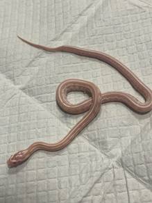 Cornsnake (Snow Tessera)