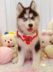 Husky