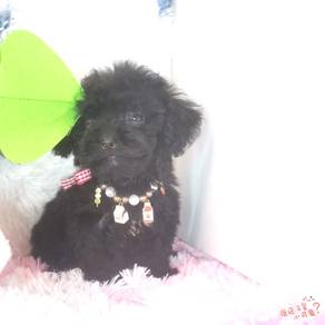 Maltipoo