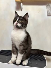 BSH Mix Kitten
