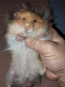 hamster bigbone 