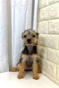 J0020 Silkese Round Face Bear Puppy With Long Hair