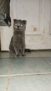anak kucing scottish 