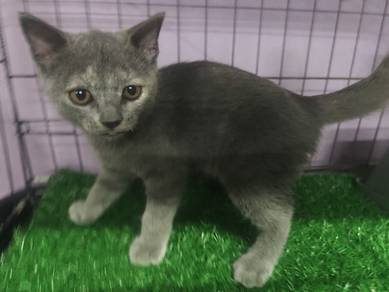 Kucing Jantan