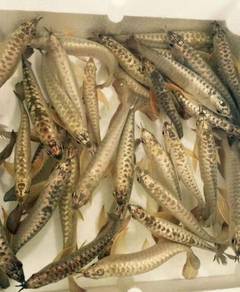 Malaysia golden crossback 7 inch -wholesale price