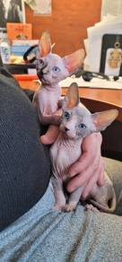 sphynx kitten 