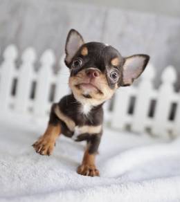 CHIHUAHUA PUPPIES 243 🌷Head Apple Cute Dog Boy