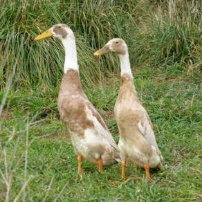 Indian Runner Duck duckling itik 