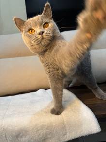 British Shorthair Pure Breed