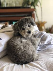 Bubbly Poodle brings endless cuddles, happy puppy