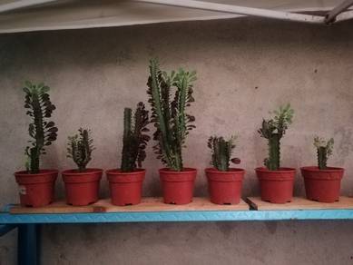 pokok cathedral cactus 
