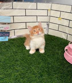 Munchkin longhair kitten