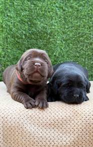 Labrador retriever puppies p
