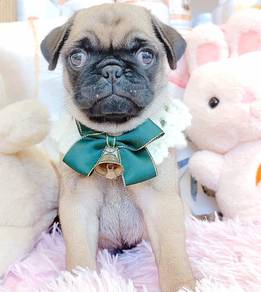 Pug