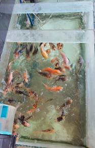 Aquarium + Fish for Sale